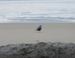 When hobbyist photographer Michael Sanchez snapped this picture of a blue rock-thrush subspecies on the coast of northern Oregon last week, he didn't know how rare the bird was until he posted it to social media.