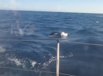 A screen grab from a video of the encounter between a pod of orcas and the Storkson boat.