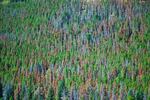 Mountain Pine Beetle Damagein in Yellowstone National Park.