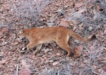 A cougar is seen walking through the woods during ODFW big game surveys in the mid-2000s. Officials with the ODFW euthanized a male cougar Tuesday, March 20, 2018, after the cougar was found inside a motel complex in The Dalles.
