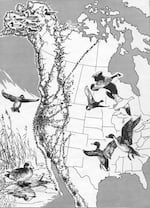 A depiction of the Pacific Flyway route.