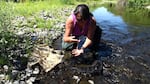 Eva Carl is researching how lamprey bodies might act as fertilizer for streams. She’s been monitoring the stream flow and taking water quality samples every three days.