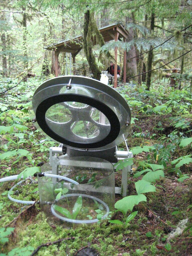 About a third of the carbon dioxide stored in this old growth forest is in the soil. An automated soil chamber allows sicentists to measure CO2 broken down by soil microbes.
