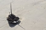 A dead horseshoe crab lays upside down on the beach in Assateague Island, Md.