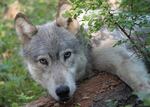 The urban-rural exchange program was created in response to a pro-wolf poem read by several Sunnyside Environmental School students at a public wolf hearing in 2005.