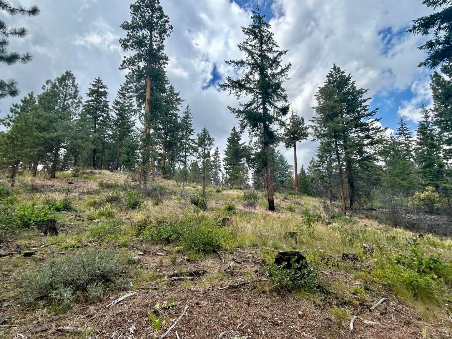 The Rimrock Retreat Fire burned through the Oak Creek drainage in Yakima County in 2024, but the damage was minimal due to tree thinning and prescribed burns the Department of Natural Resources completed in the area with House Bill 1168 funding before the fire.