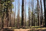 Trees in the Wild Rogue Wilderness.