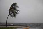 A coconut tree sways in the wind at the Kingston Waterfront on Ocean Boulevard in Kingston, Jamaica, as Jamaica starts to feel the effects of Hurricane Melissa on Oct. 26, 2025.