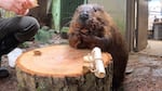 A beaver eats food while leaning against a tree stump in a zoo habitat. A rolled up piece of paper lies on the stump and a person crouches next to the beaver, only their knee and hands are in frame.