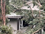 A towering evergreen tree fell onto a house and broke a kitchen window in the West Portland Park neighborhood near Lake Oswego. Numerous trees fell on homes and cars in the area, prompting many people to seek shelter elsewhere.
