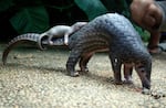 In this Thursday, June 19, 2014 file photo, a pangolin carries its baby at a Bali zoo in Bali, Indonesia.