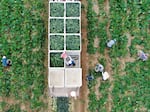 Farm workers fill up bins in the back of a truck with zucchini on a farm in Florida City, Florida, in 2020.