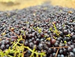 A mush of merlot hits the ground on Red Mountain in Washington state.