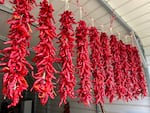 Ristras of freshly harvested Chimayo red chile are hanging to dry in Fidel Martinez's shed.