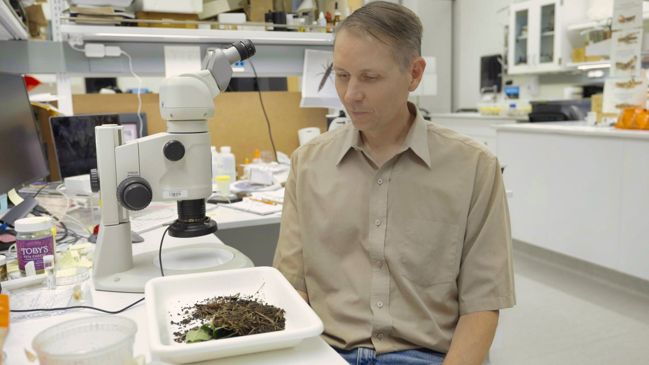 FILE - Entomologist Josh Vlach examines soil containing jumping worms in Wilsonville, Oregon, in September 2025.