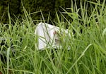 An overgrown mailbox in Scappoose, Ore., on Connie Gunn's route. 