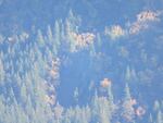 Johanna Varner's view of the area near her research sites from the Washington Side of the Columbia River Gorge. Her view was too hazy to get a good sense of the state of her sites.