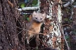 A coastal marten perches in a nook between two trees.