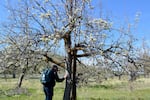 Peter LoVerso searches for a tag on an old-growth apple tree in Crooked River National Grassland near Madras, Ore., on April 17, 2026. He’s looking for a handful of specific trees to take samples for DNA testing.