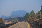 This photo shows a forested area that has been burned by a wildfire.