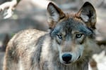 FILE - A gray wolf is seen, July 16, 2004, at the Wildlife Science Center in Forest Lake, Minn. The U.S. House moved Tuesday, April 30, 2024, toward ending federal protections for gray wolves.