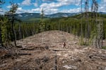 A tree planter works through a clear cut in central Alberta. A standard contract requires a seedling to be planted every two meters in order for an area to be considered adequately reforested.