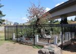 The historic Old Apple Tree in Vancouver, Washington, died this summer at age 194.