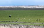 Farmers put plywood cutouts of eagles in their fields to keep the geese away.  The geese don't care.