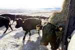 Cows follow a feed truck on a Wallowa County farm on Jan. 19, 2023. Studies by the U.S. Centers for Disease Control and Prevention find farmers are two to three times as likely to die by suicide as the general public.