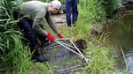 A beaver is released back into the water,