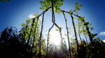 Richard Reames grows trees into fantastical shapes -- peace signs, words, even a boat. His creations take decades, and it might be five years before he learns that a piece just won't work. But it also took decades for this southern Oregon artist to discover that this was his path.