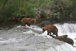 Two brown bears look for salmon in the water of a a short waterfall.