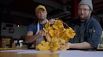 Two men dumping out a full basket of large golden chanterelle mushrooms.