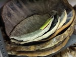 Sea turtle shells confiscated by wildlife enforcement officers. Under Oregon's Measure 100 the buying and selling of such items would be banned by state law. 
