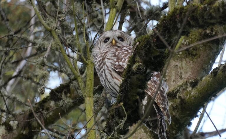 A barred owl in a tree.