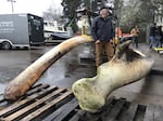 Frank Hadfield stands between the blue whale's mandibles (jaw bones) that are going to be loaded into a trailer and sent to East Coulee, Alberta where Dinosaur Valley Studios are based.