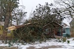 A fallen tree in Northeast Portland on Saturday, January 13, 2024.