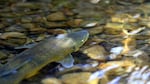 A suckerfish. Seven federal scientists in Oregon say their team is being disbanded in part because found a population of endangered suckerfish in a part of the river other agencies considered a dead zone.
