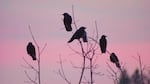 Crows gather at sunset