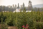 East Fork Cultivars grows nine acres of hemp at its farm in Josephine County.