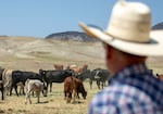 Lee Wright looks over his cattle, sheltering from the Durkee fire in his feedlot, to the burned hills that once made up his grazing lands near Vale, Ore., July 31, 2024. Wright lost nearly twenty thousand acres of grazing land to the fire-- meaning he will likely have to lease other pastures for his herd, or sell those he can't afford to feed. 