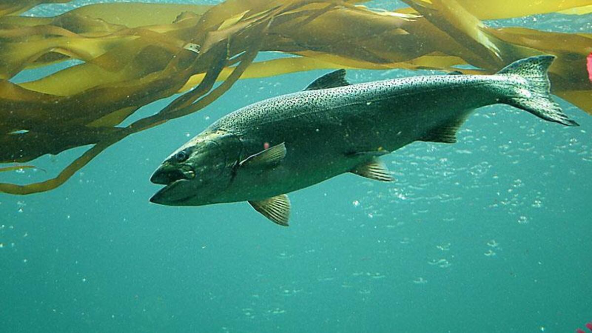Washington conservation group proposes listing Alaska king salmon