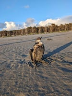 One of six common murres found covered with oil by the Washington Department of Fish and Wildlife, two of which died. The birds were found between Sunday, May 19, and Tuesday, May 21, 2024.