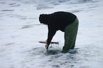 Leo Canez, Yurok Nation, starts the Salmon Run journey by saying a prayer as he dips a carved wooden salmon into the waters of the mouth of the Klamath River.