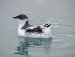 The marbled murrelet has been called the next 'you-can't-cut-it bird' because its numbers are low and it depends on forests in the Northwest for nesting.