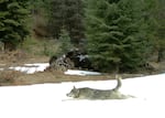 FILE: A subadult Wenaha wolf stretches in the snow in front of a remote camera in Oregon's Wenaha Wildlife Management Unit on April 13, 2013. Oregon residents and ranchers have mixed feelings about the state donating wolves to Colorado. 