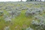 Ventenata grass takes over "scablands" on the south end of the Umatilla National Forest.