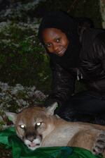 Carol Bogezi with a cougar that was sedated in the Marckworth State Forest east of Duvall, Jan 2013.