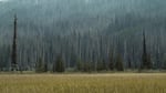 As trees encroach on wetland meadows, they act like giant wooden straws, drying up the meadow as they suck up water. Fire helps keep meadows wet.