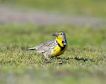 The western meadowlark, Oregon's state bird, is one of the many species that can be found at the Willamette Confluence Preserve.